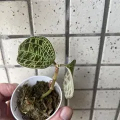 ジュエルオーキッド　宝石蘭　Anoectochilus Macodesspのサムネイル