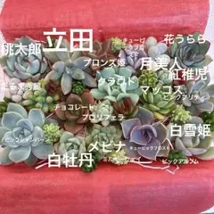 多肉植物カット苗詰め合わせ 寄せ植えセットＢ