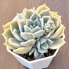 （リンゼアナ×アテマハック）×（霜椿×ユリアナ）　オーズプランツ　多肉植物 リンゼアナ×アテマハック）×（霜椿×ユリアナ）オーズプランツさん