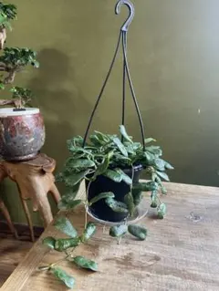 HOYA ロツンディフォリア