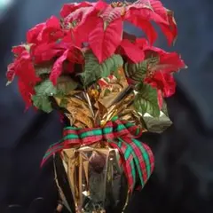 送料込ポインセチアライトクリスマス イブ フラワー Christmas Xmas
