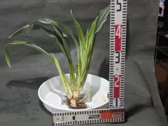 2026年最新】万年青 植物の人気アイテム - メルカリ