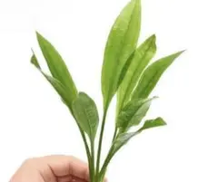 水草 2株セット 艶のある緑色の葉のサムネイル