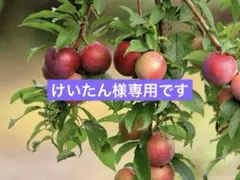 けいたん様専用です。