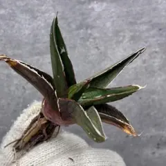 2025年最新】サンキング アガベの人気アイテム - メルカリ