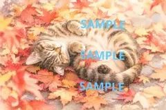 猫と紅葉 ポストカード デジタルアート