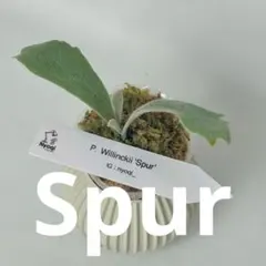2026年最新】willinckii spurの人気アイテム - メルカリ