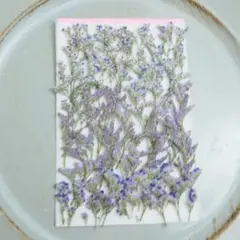 押し花ブルーファンタジアセット