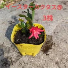 イースターカクタス 赤色 根着き 3株 Yのサムネイル