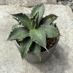 送料込！】アガベ サンバースト 鉢つき 観葉植物 大株 - メルカリ