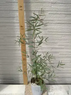 yuko様 リクエスト 2点 まとめ商品