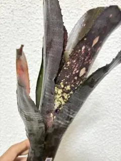 ブロメリア　billbergia talbot my girl ブロメリア billbergia talbot my girl - メルカリ