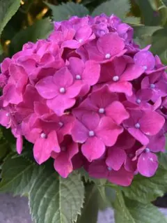 紫陽花　絞り咲き　ラブリーデイ　花なし　特大　来年用 紫陽花 絞り咲き ラブリーデイ 花なし 特大 来年用 - メルカリ