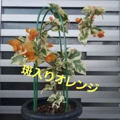 斑入りブーゲンビリア大苗No905 送料込み らくらくメルカリ便発送‼️ 2025年最新】ブーゲンビリア 斑入りの人気アイテム - メルカリ