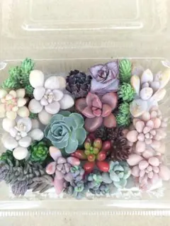 【セダム他カット苗】詰め合わせセット♪多肉弁当♪