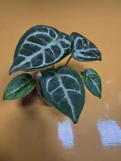 ハ*ー様 Anthurium ET Diamond Crystal 【EQUAT ハ*ー様 Anthurium ET Diamond Crystal 【EQUAT - メルカリ