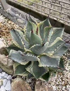 2025年最新】アガベ 子株 セットの人気アイテム - メルカリ