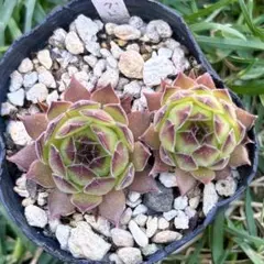 多肉植物】アエオニウム サンバースト綴化 抜き苗 - メルカリ