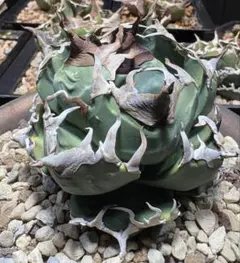 2026年最新】魔丸 アガベの人気アイテム - メルカリ