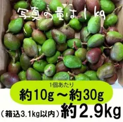 【緑10-3】約9.5kg　グリーンマンゴー 青マンゴー　マンゴー　摘果マンゴー 橙3-3】約2.9kg グリーンマンゴー 青マンゴー マンゴー 摘果マンゴー
