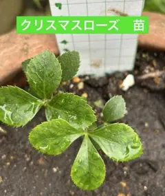 クリスマスローズ 苗 小さな苗のサムネイル
