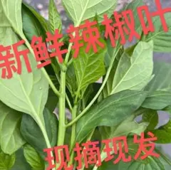 葉唐辛子　箱込み400g　鷹の爪　とうがらしの葉　小米辣　朝天椒の葉のサムネイル