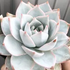 ダドレア　仙女盃　特大 da0022.jpg