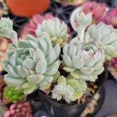 多肉植物 チェリーボンボン ☆ぼのぼのさん苗☆他 - メルカリ