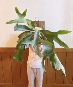 Marysol様 リクエスト 2点 まとめ商品