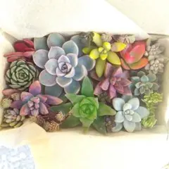 多肉植物 カット苗 詰め合わせ(メルカリ便)