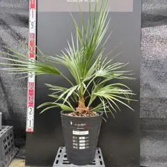 チャメロプス セリフェラ Amazon.co.jp: 【種子】Chamaerops humilis var. Cerifera◇チャメ