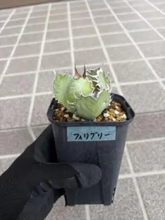 アガベ チタノタ フィリグリー 鉢付きのサムネイル