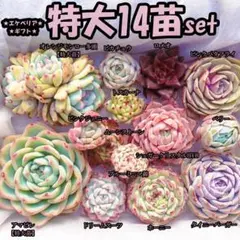 2026年最新】韓国苗多肉植物の人気アイテム - メルカリ