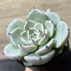 B.円 抜き苗 札なし ミックスベリア おらいさん エケベリア 多肉植物