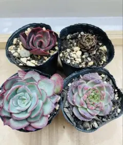 多肉植物☆カット☆4品種☆パラメラ大、レッドベルベット、スヨン、オリビア☆黄棒