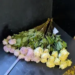 No5371 薄 ピンクとクリーム色のバラのドライフラワー 30本