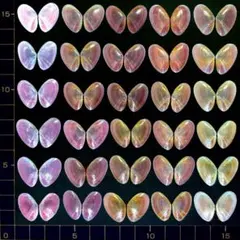 2026年最新】貝の標本の人気アイテム - メルカリ