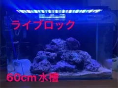 2026年最新】ライブロック 海水魚の人気アイテム - メルカリ