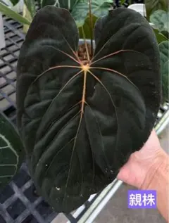 2026年最新】anthurium ivanportillaeの人気アイテム - メルカリ