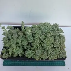 多肉植物　ダーリーサンシャインのサムネイル