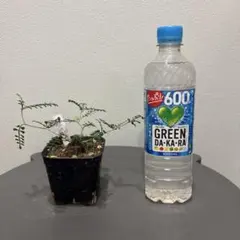 オペルクリカリア　パキプス　根挿し19のサムネイル