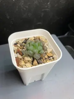 多肉植物 ハオルチア オブツーサ 美株①