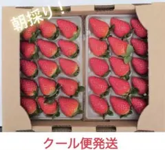 いちご 古都華 大粒 2Kg クール便 いちご 古都華 大粒 2Kg クール便 - メルカリ