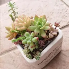 そのまま飾れる多肉植物寄せ植え こぼれ鉢 管理書付き - メルカリ