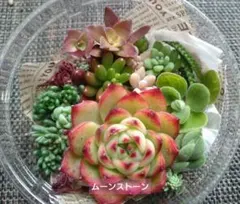 ちーこ様 リクエスト 3点 まとめ商品