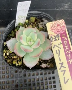 2025年最新】039ベリースフレの人気アイテム - メルカリ