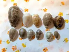 2026年最新】タカラガイ 標本の人気アイテム - メルカリ