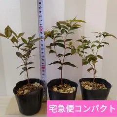 2026年最新】ジャボチカバの人気アイテム - メルカリ