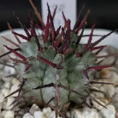 ユーフォルビア ホリダ 関上ホワイトマジョール タグ付き - メルカリ