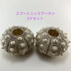 NO67-191 スプートニックアーチン(ウニ殻) 2ケセット